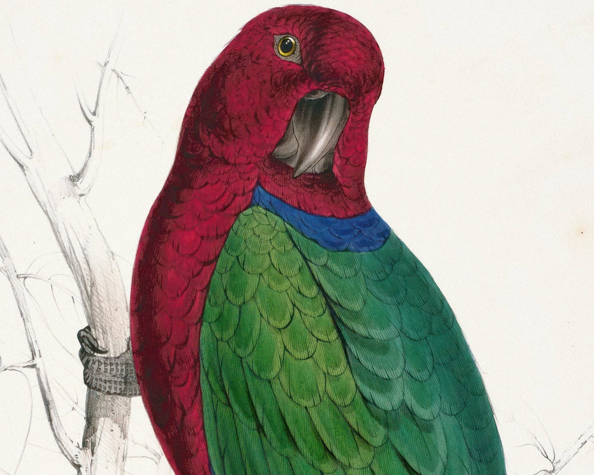 Edward Lear "Maroon Shining Parrot - Prosopeia tabuensis" (c.1831) - Mabon Gallery