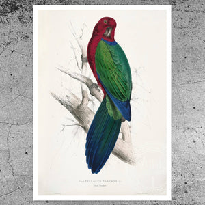 Edward Lear "Maroon Shining Parrot - Prosopeia tabuensis" (c.1831) - Mabon Gallery