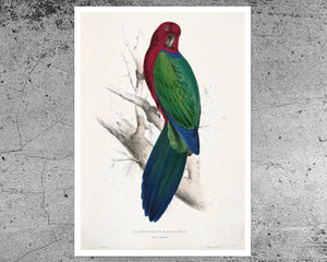 Edward Lear "Maroon Shining Parrot - Prosopeia tabuensis" (c.1831) - Mabon Gallery