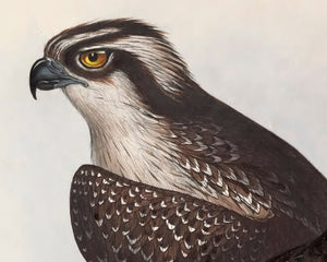 Edward Lear "Ospreys" (c.1837) - Mabon Gallery