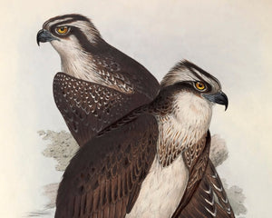 Edward Lear "Ospreys" (c.1837) - Mabon Gallery
