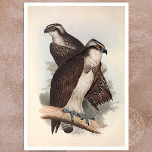 Edward Lear "Ospreys" (c.1837) - Mabon Gallery