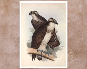 Edward Lear "Ospreys" (c.1837) - Mabon Gallery