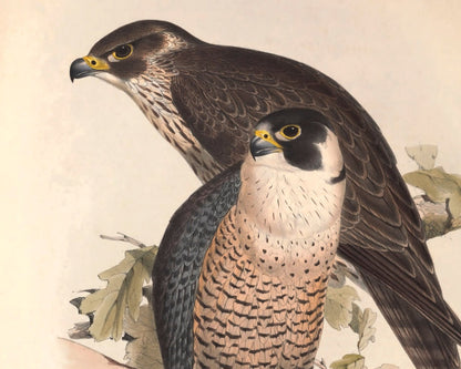 Edward Lear - "Peregrine Falcons" (c.1837) - Mabon Gallery
