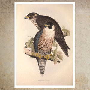 Edward Lear - "Peregrine Falcons" (c.1837) - Mabon Gallery