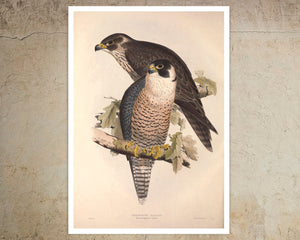 Edward Lear - "Peregrine Falcons" (c.1837) - Mabon Gallery
