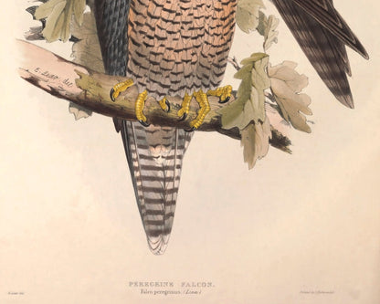 Edward Lear - "Peregrine Falcons" (c.1837) - Mabon Gallery