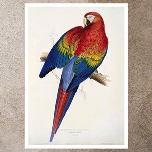 Edward Lear "Red and Yellow Macaw - Macrocercus Aracanga / Ara Macao" (c.1831) - Mabon Gallery