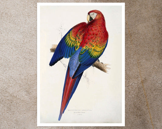 Edward Lear "Red and Yellow Macaw - Macrocercus Aracanga / Ara Macao" (c.1831) - Mabon Gallery