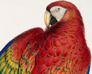 Edward Lear "Red and Yellow Macaw - Macrocercus Aracanga / Ara Macao" (c.1831) - Mabon Gallery