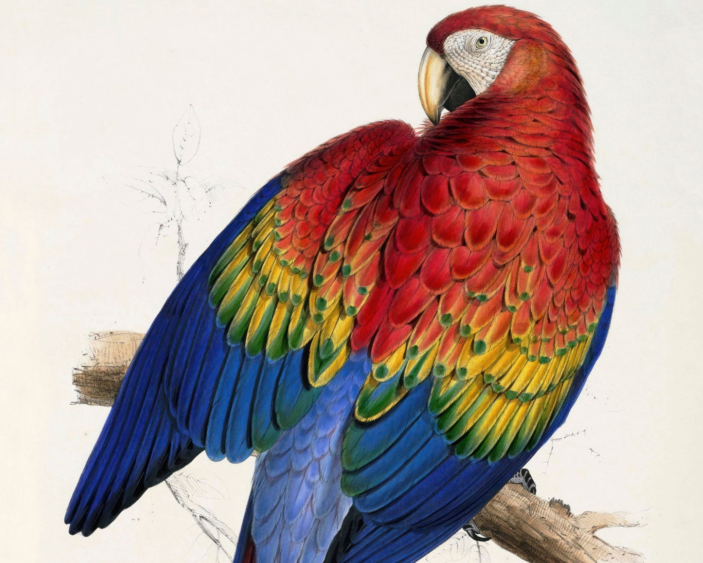 Edward Lear "Red and Yellow Macaw - Macrocercus Aracanga / Ara Macao" (c.1831) - Mabon Gallery