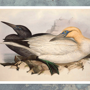 Edward Lear "Solan Gannet" (c.1837) - Mabon Gallery