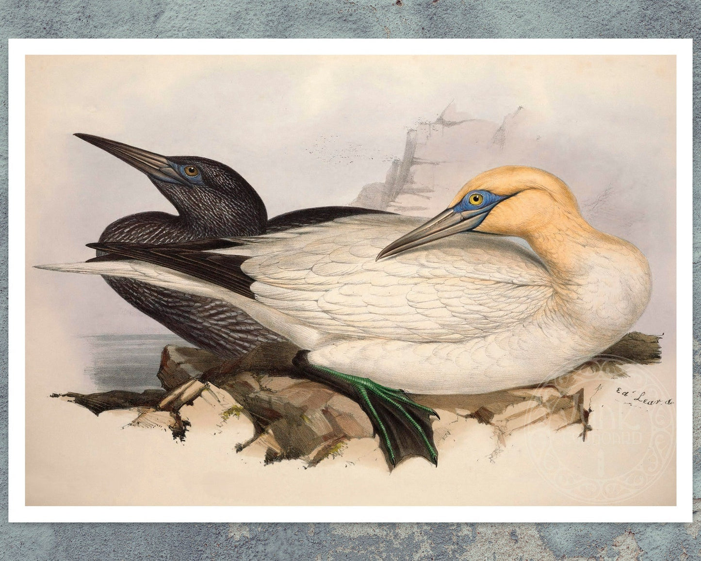 Edward Lear "Solan Gannet" (c.1837) - Mabon Gallery