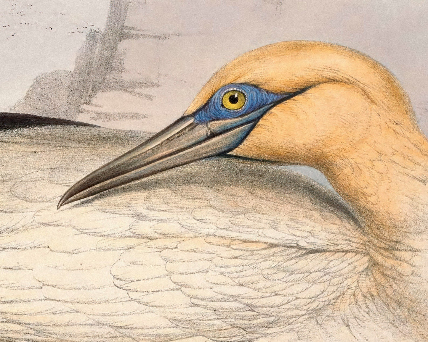 Edward Lear "Solan Gannet" (c.1837) - Mabon Gallery