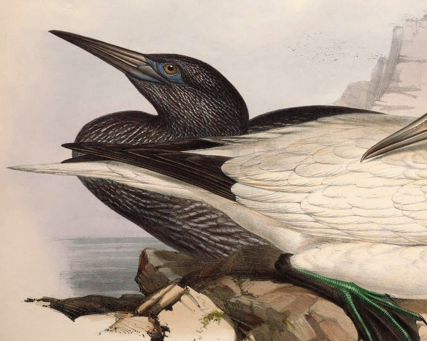 Edward Lear "Solan Gannet" (c.1837) - Mabon Gallery