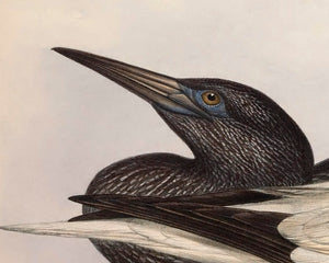 Edward Lear "Solan Gannet" (c.1837) - Mabon Gallery