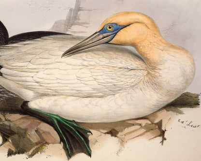 Edward Lear "Solan Gannet" (c.1837) - Mabon Gallery