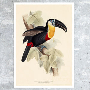 Edward Lear "Sulphur And White - Breasted Toucan - Ramphastos Vitellinus" (1833) - Mabon Gallery