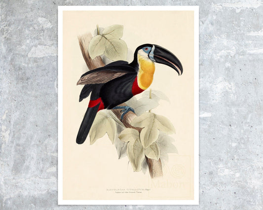 Edward Lear "Sulphur And White - Breasted Toucan - Ramphastos Vitellinus" (1833) - Mabon Gallery