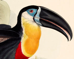 Edward Lear "Sulphur And White - Breasted Toucan - Ramphastos Vitellinus" (1833) - Mabon Gallery