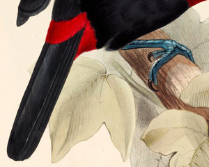 Edward Lear "Sulphur And White - Breasted Toucan - Ramphastos Vitellinus" (1833) - Mabon Gallery