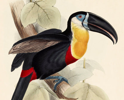 Edward Lear "Sulphur And White - Breasted Toucan - Ramphastos Vitellinus" (1833) - Mabon Gallery