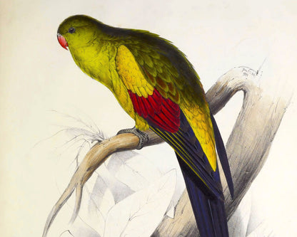 Edward Lear "The Black - tailed Parrakeet" (c.1831) - Mabon Gallery