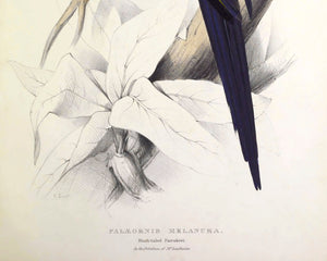 Edward Lear "The Black - tailed Parrakeet" (c.1831) - Mabon Gallery