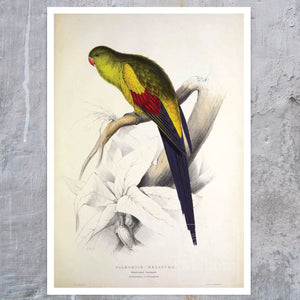 Edward Lear "The Black - tailed Parrakeet" (c.1831) - Mabon Gallery