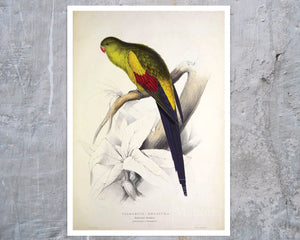 Edward Lear "The Black - tailed Parrakeet" (c.1831) - Mabon Gallery
