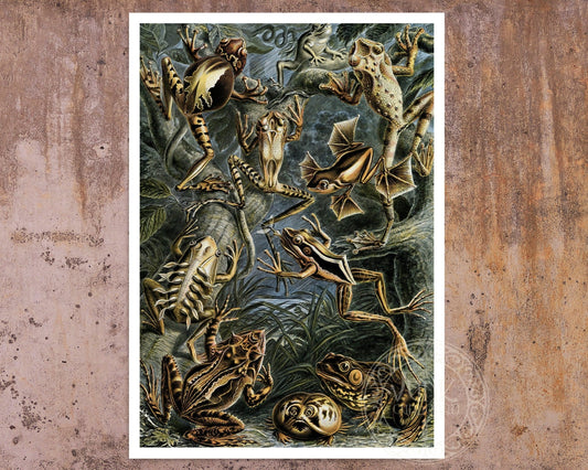 Ernst Haeckel "Batrachia / Amphibians" (c.1899) - Mabon Gallery