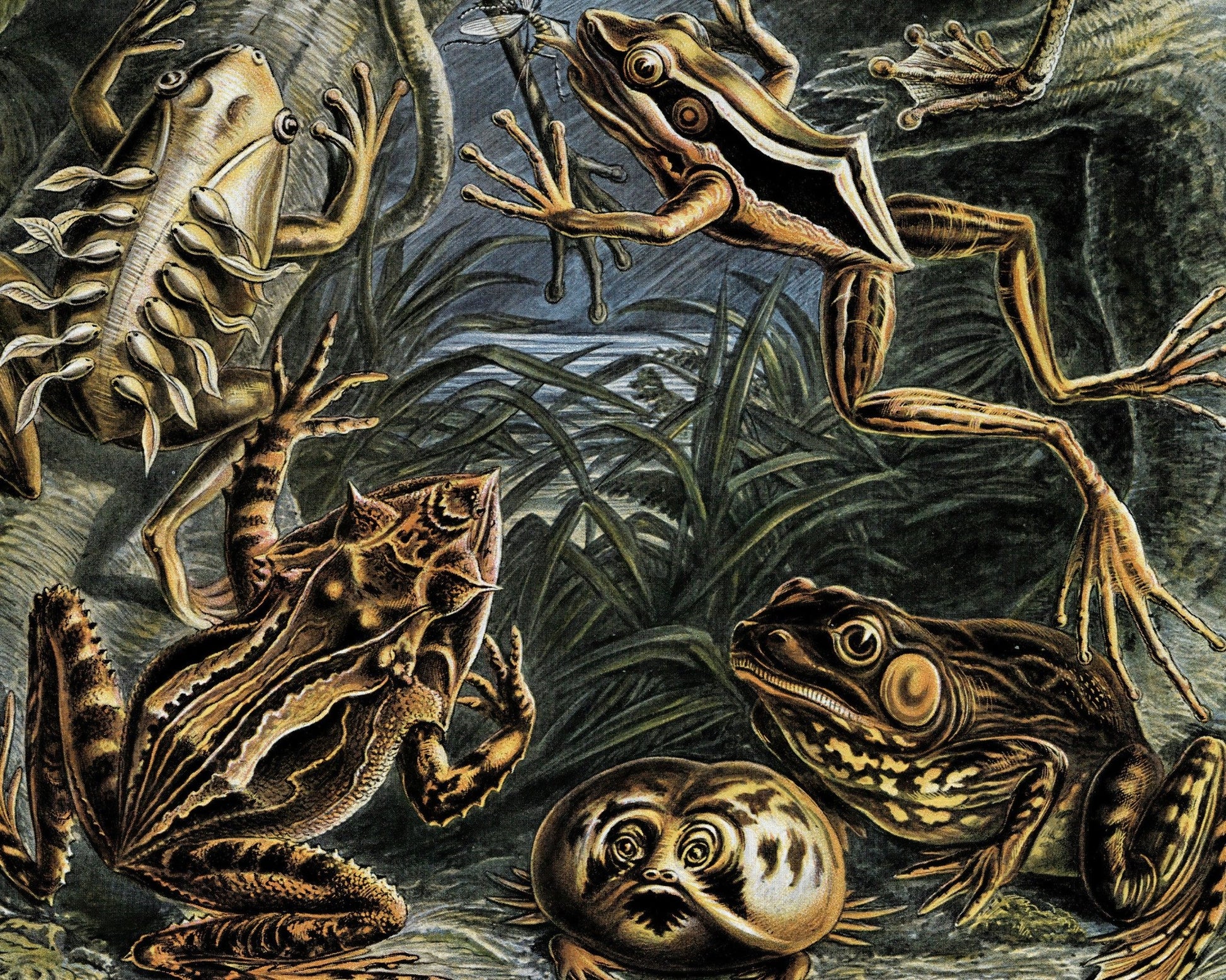 Ernst Haeckel "Batrachia / Amphibians" (c.1899) - Mabon Gallery