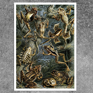 Ernst Haeckel "Batrachia / Amphibians" (c.1899) - Mabon Gallery