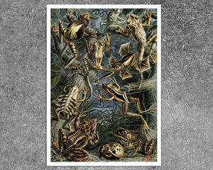 Ernst Haeckel "Batrachia / Amphibians" (c.1899) - Mabon Gallery