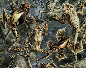 Ernst Haeckel "Batrachia / Amphibians" (c.1899) - Mabon Gallery