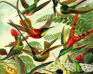 Ernst Haeckel "Trochilidae – Kolibris / Hummingbirds" (c.1899) - Mabon Gallery