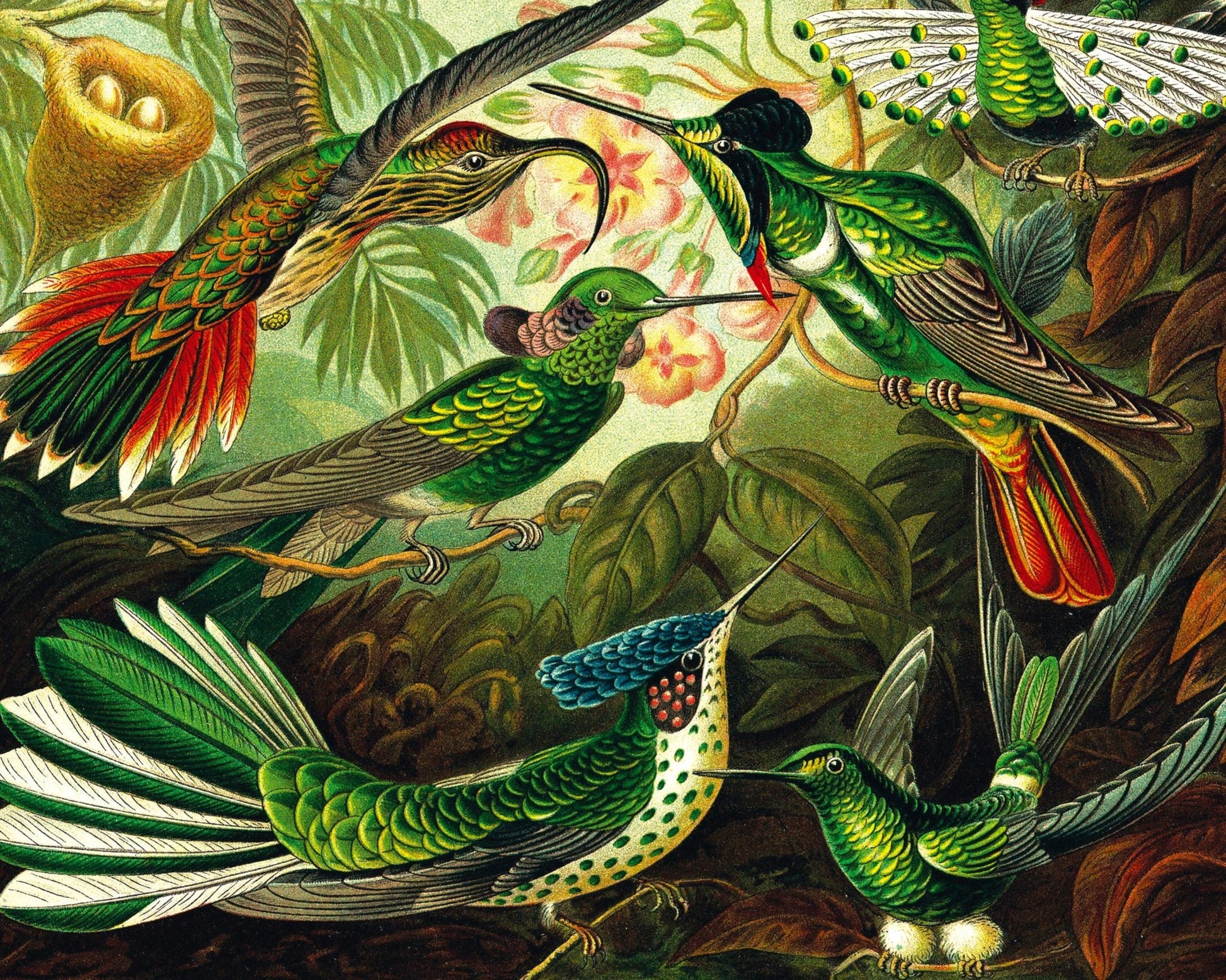 Ernst Haeckel "Trochilidae – Kolibris / Hummingbirds" (c.1899) - Mabon Gallery