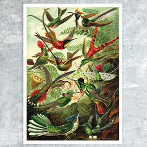 Ernst Haeckel "Trochilidae – Kolibris / Hummingbirds" (c.1899) - Mabon Gallery