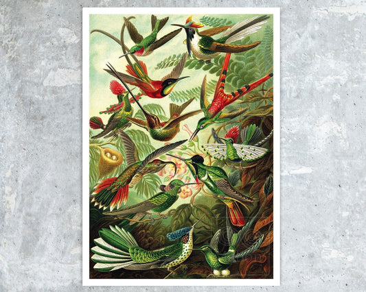 Ernst Haeckel "Trochilidae – Kolibris / Hummingbirds" (c.1899) - Mabon Gallery