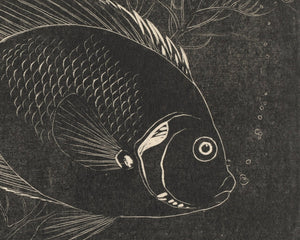 Henri Verstijnen "Chaetodon Fish" (c.1892 - c.1940) - Mabon Gallery
