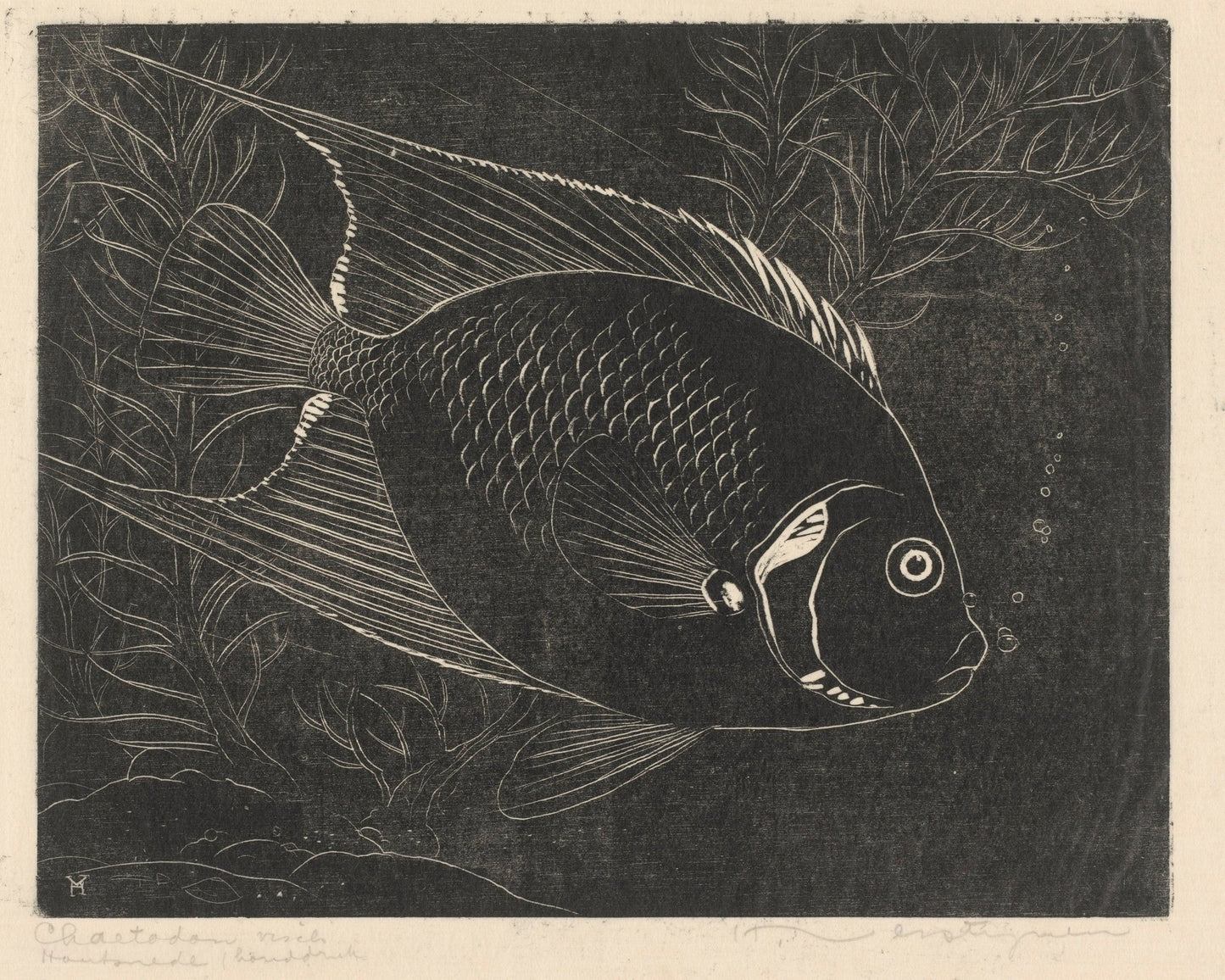 Henri Verstijnen "Chaetodon Fish" (c.1892 - c.1940) - Mabon Gallery