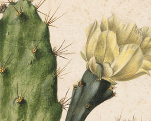 Herman Saftleven the Younger "Pear Cactus in Bloom" (c.1683) - Mabon Gallery