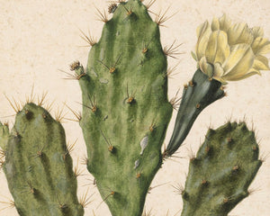Herman Saftleven the Younger "Pear Cactus in Bloom" (c.1683) - Mabon Gallery
