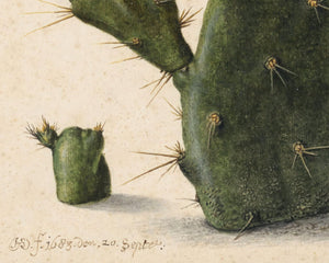 Herman Saftleven the Younger "Pear Cactus in Bloom" (c.1683) - Mabon Gallery