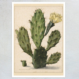 Herman Saftleven the Younger "Pear Cactus in Bloom" (c.1683) - Mabon Gallery