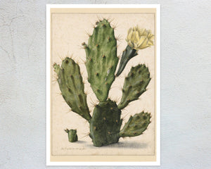 Herman Saftleven the Younger "Pear Cactus in Bloom" (c.1683) - Mabon Gallery