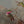 Martin Johnson Heade 
