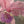 Martin Johnson Heade 