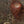 Martin Johnson Heade 