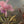 Martin Johnson Heade 